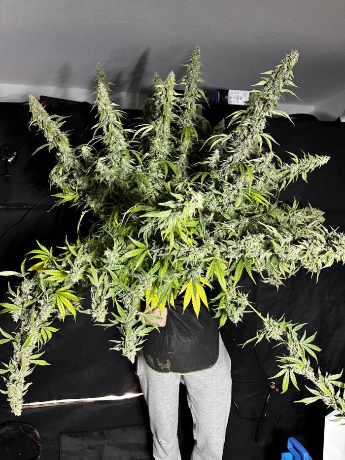 Growartistry420. Week 13