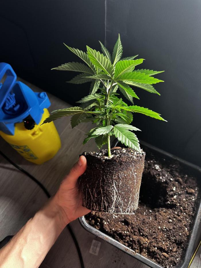 Blue Mystic by RQS. Week 4