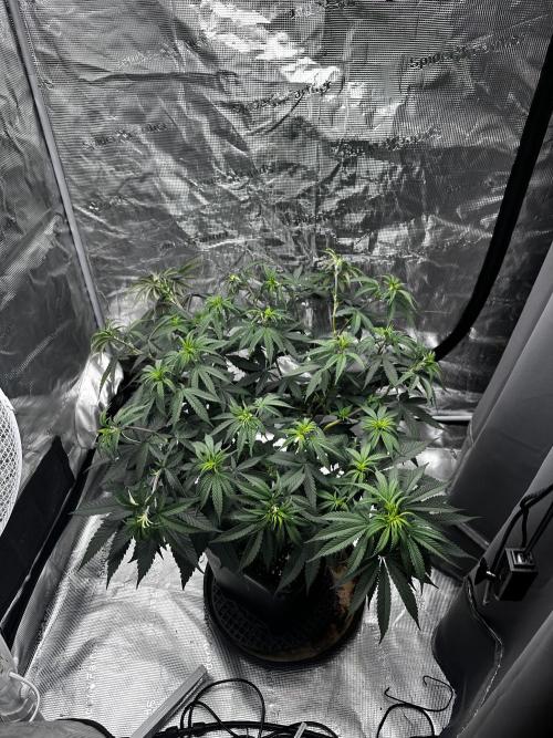 Blue Mystic by RQS. Week 8