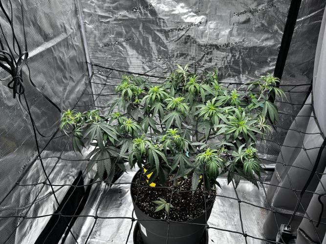 Blue Mystic by RQS. Week 8