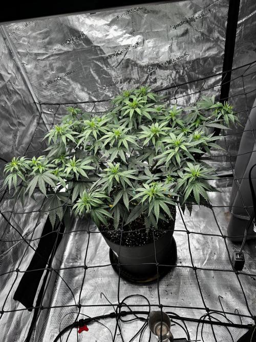 Blue Mystic by RQS. Week 8