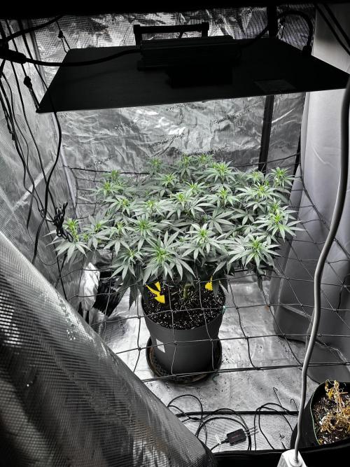 Blue Mystic by RQS. Week 9