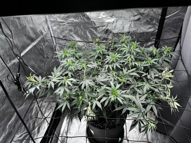 Blue Mystic by RQS. Week 9