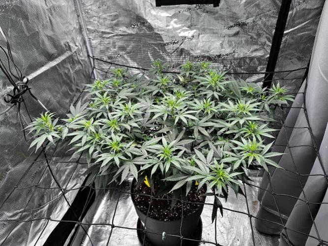 Blue Mystic by RQS. Week 9