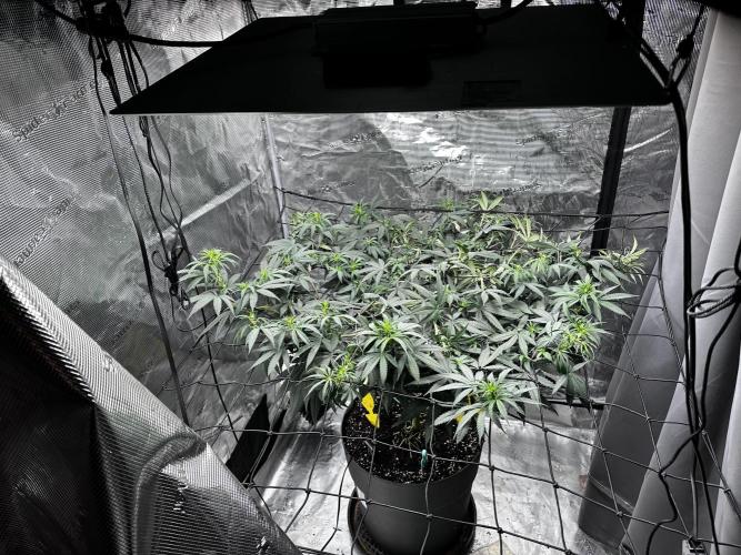 Blue Mystic by RQS. Week 9