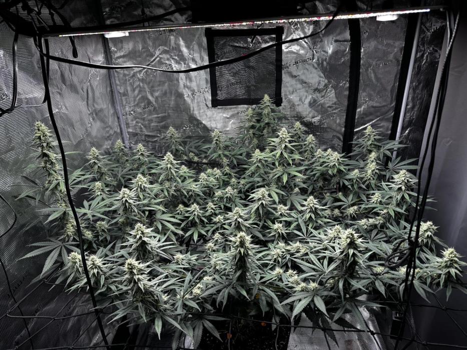 Blue Mystic by RQS. Week 12