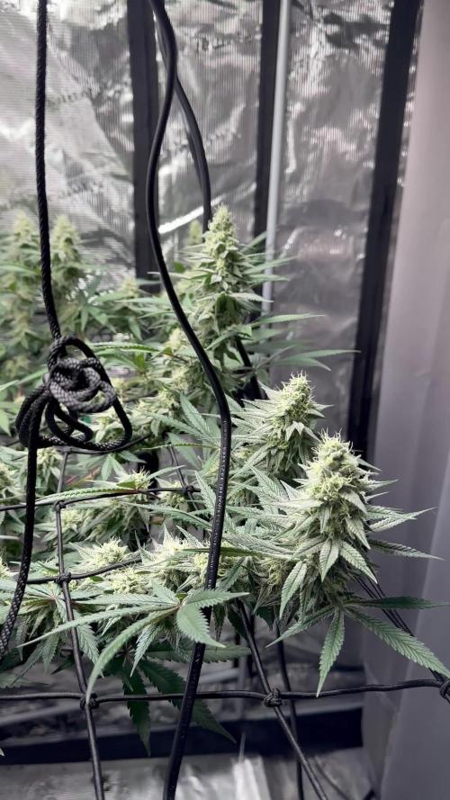 Blue Mystic by RQS