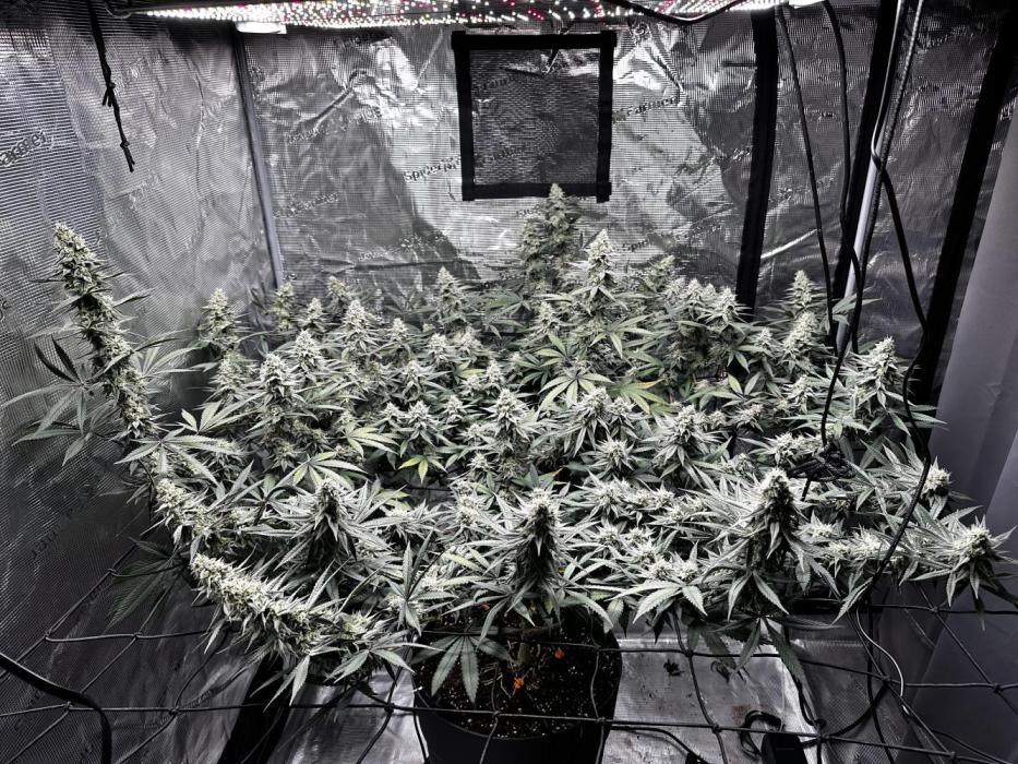 Blue Mystic by RQS. Week 13