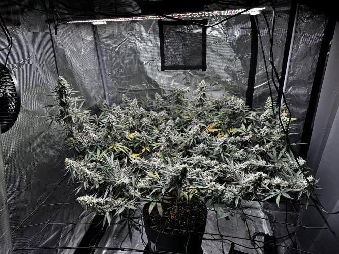 Blue Mystic by RQS. Week 14