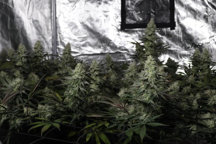 Blue Mystic by RQS. Week 14