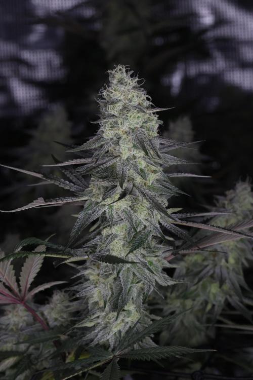 Blue Mystic by RQS. Week 14