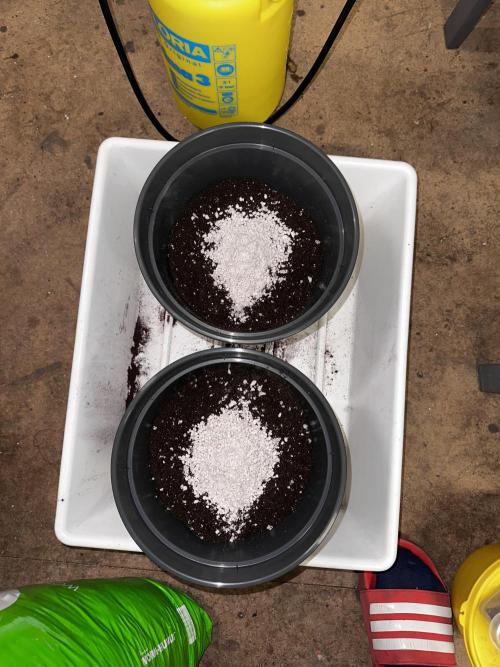 Mimosa by RQS. Week 0 - Light-Mix 
+ Perlite