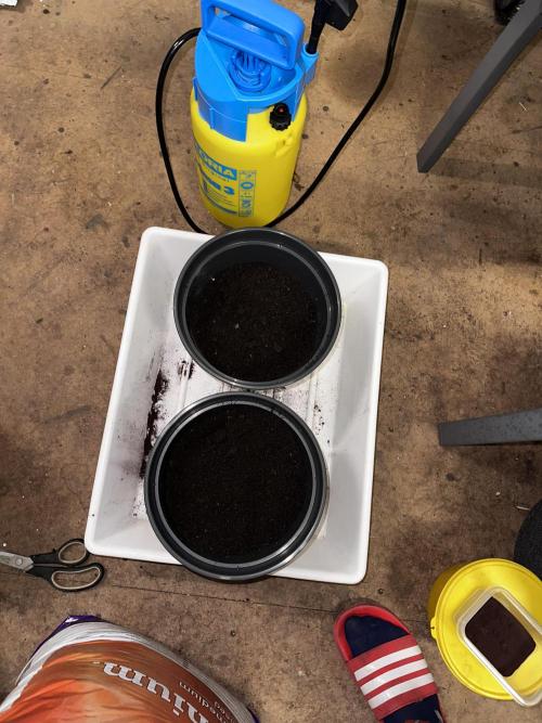 Mimosa by RQS. Week 0 - Wurmhumus 