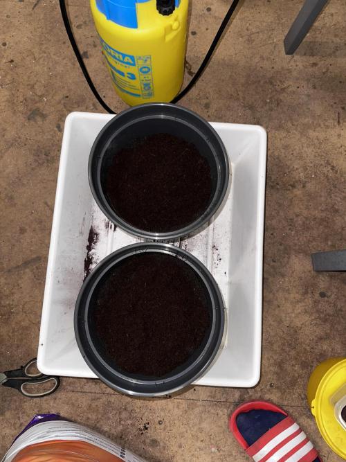 Mimosa by RQS. Week 0 - Coco 