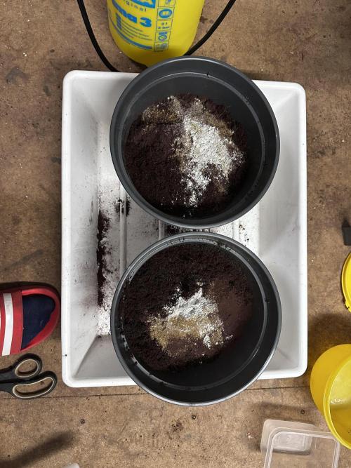 Mimosa by RQS. Week 0 - Zusätze 