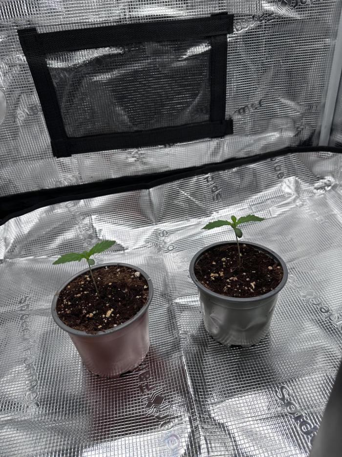 Mimosa by RQS. Week 2