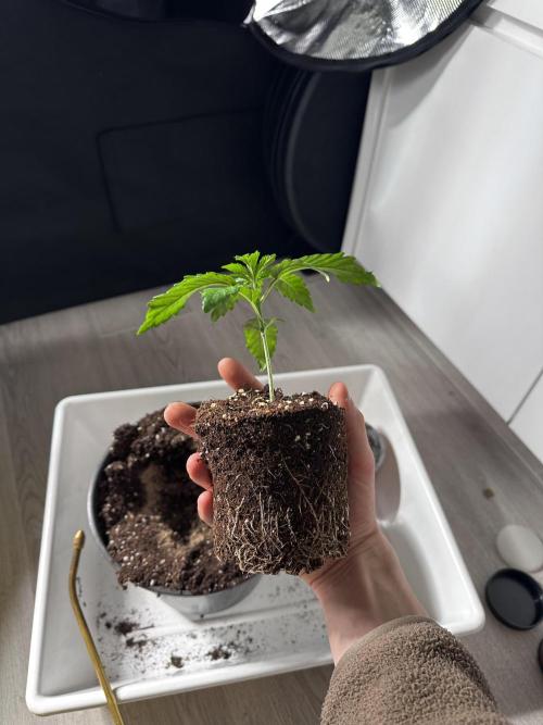 Mimosa by RQS. Week 3