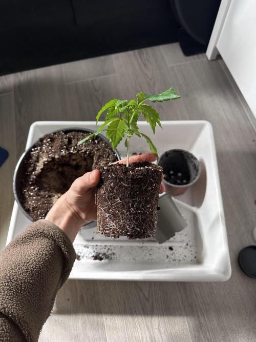 Mimosa by RQS. Week 3