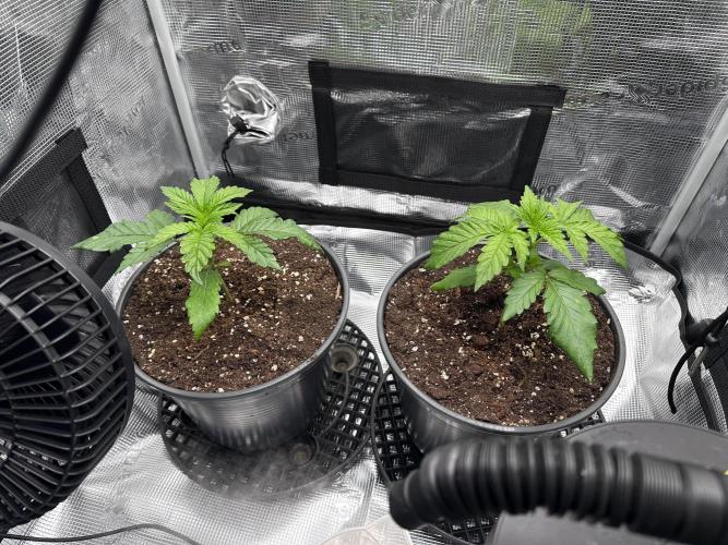 Mimosa by RQS. Week 3