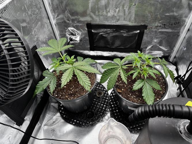 Mimosa by RQS. Week 4