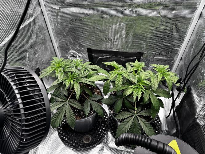 Mimosa by RQS. Week 4