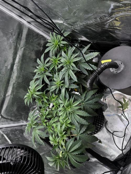 Mimosa by RQS. Week 5