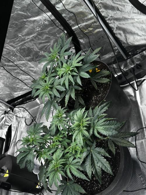 Mimosa by RQS. Week 5