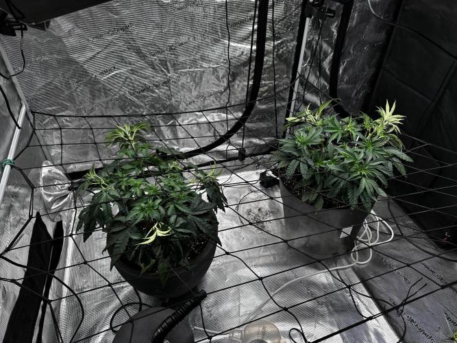 Mimosa by RQS. Week 5