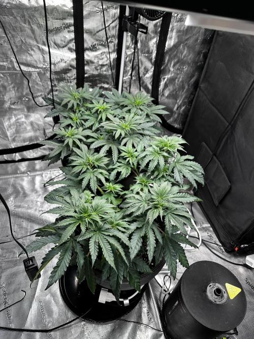Mimosa by RQS. Week 6