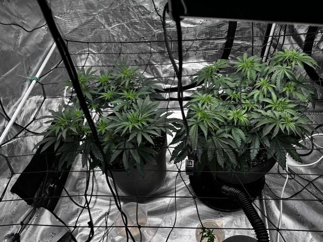Mimosa by RQS. Week 6
