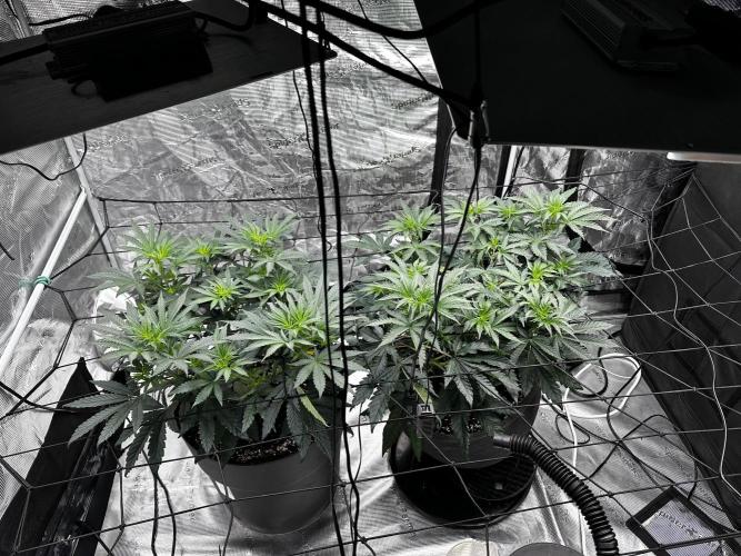 Mimosa by RQS. Week 6