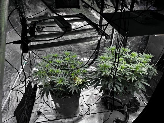 Mimosa by RQS. Week 7