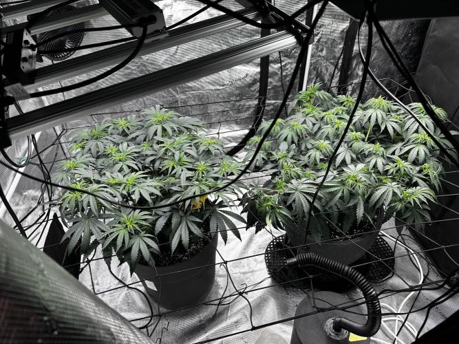 Mimosa by RQS. Week 7