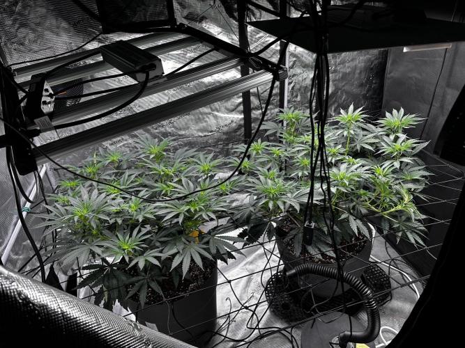 Mimosa by RQS. Week 7