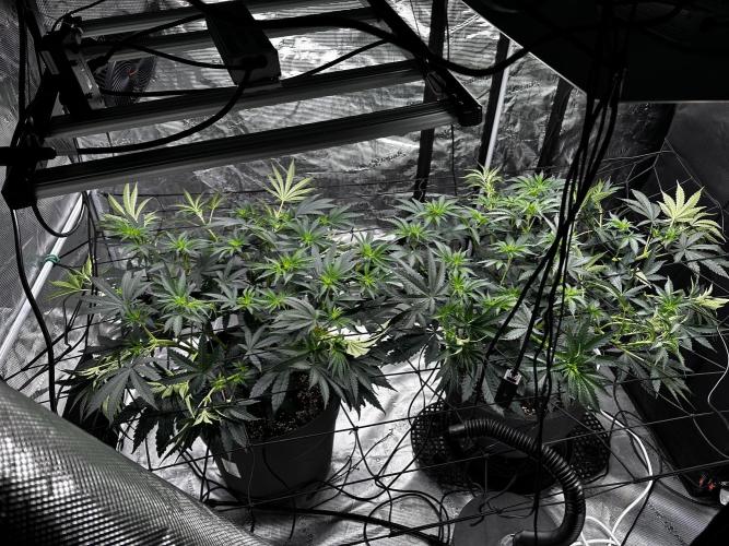 Mimosa by RQS. Week 7