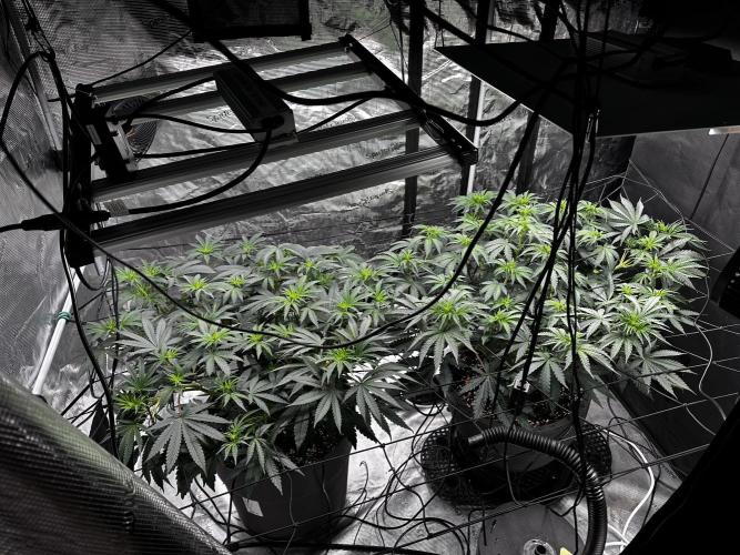Mimosa by RQS. Week 7