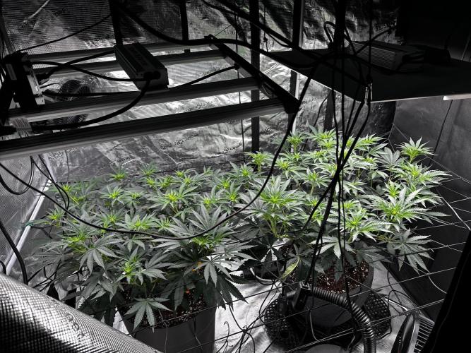 Mimosa by RQS. Week 7