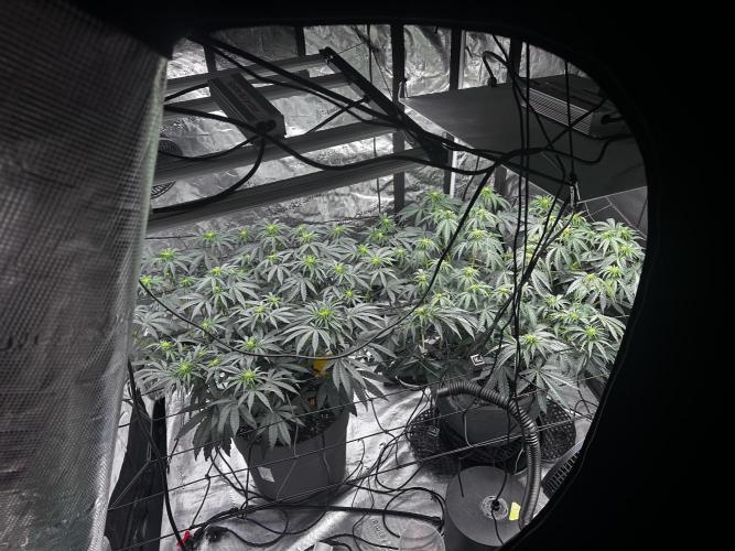 Mimosa by RQS. Week 8