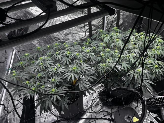 Mimosa by RQS. Week 8