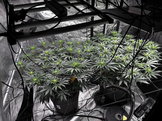 Mimosa by RQS. Week 8