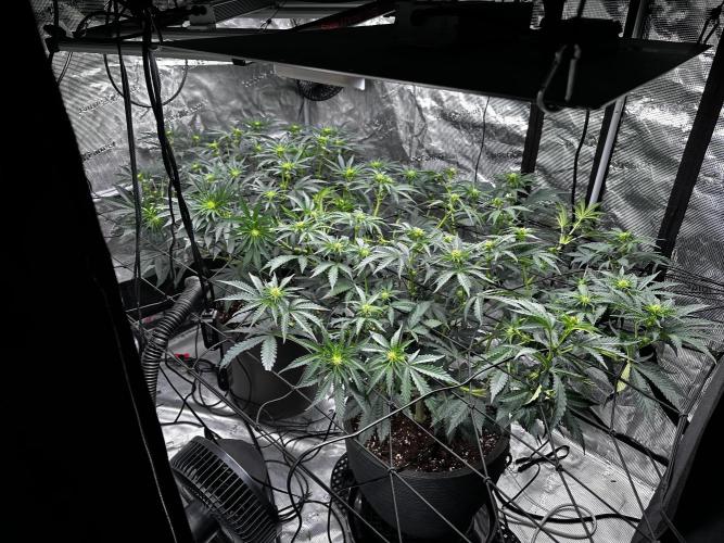 Mimosa by RQS. Week 8