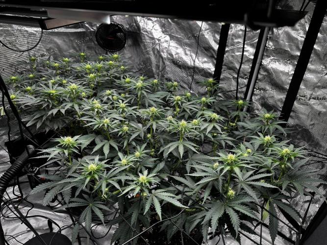 Mimosa by RQS. Week 8