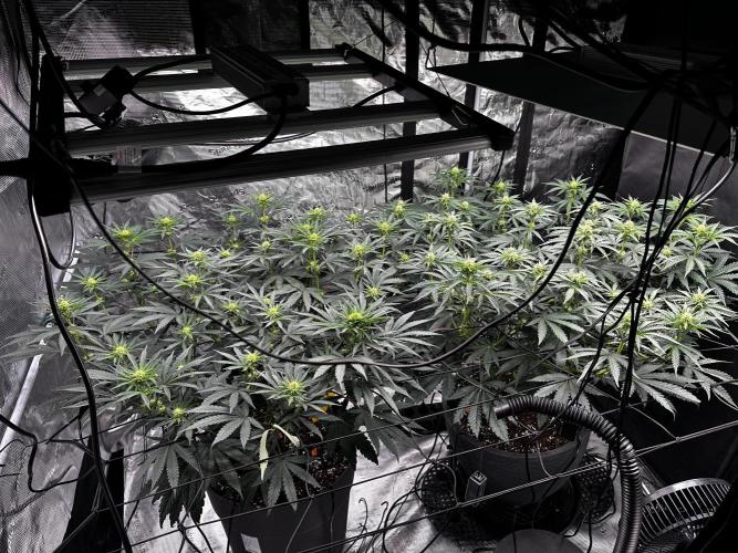 Mimosa by RQS. Week 8