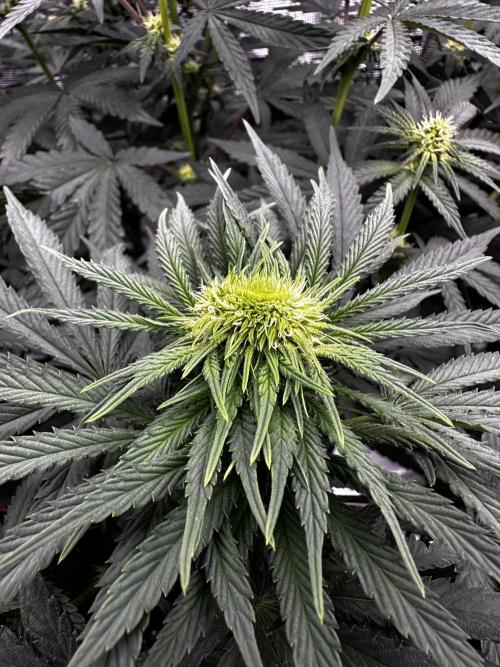 Mimosa by RQS. Week 8 - Mutation 
