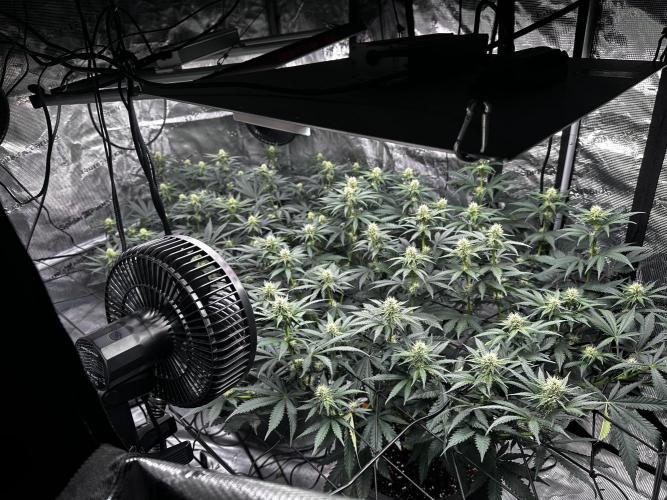 Mimosa by RQS. Week 9