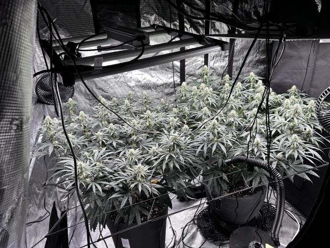 Mimosa by RQS. Week 9