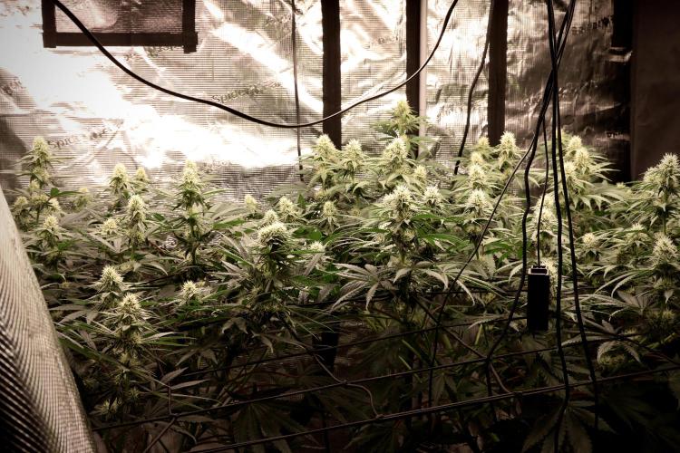 Mimosa by RQS. Week 9