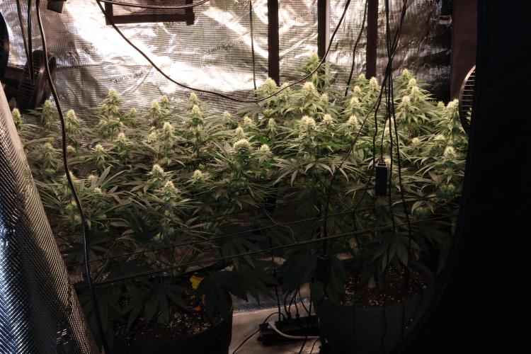 Mimosa by RQS. Week 9