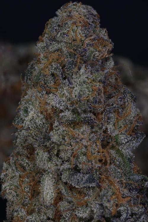 Blue Mystic by RQS. Week 15