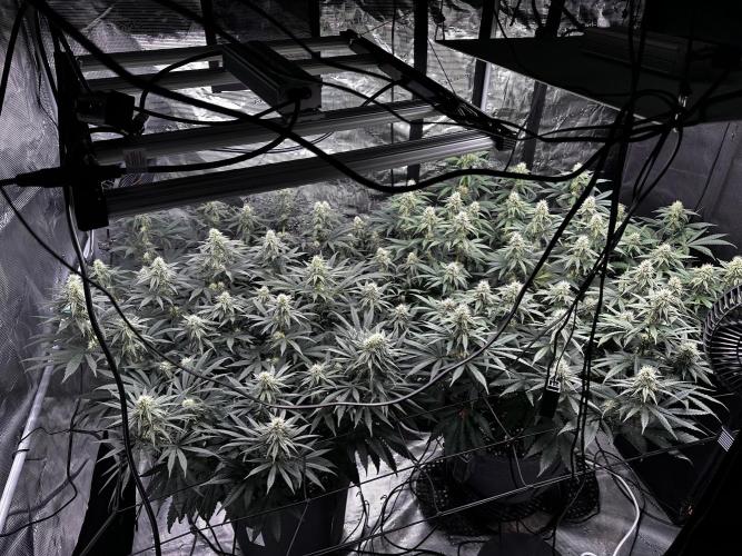 Mimosa by RQS. Week 10